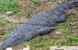 reptile