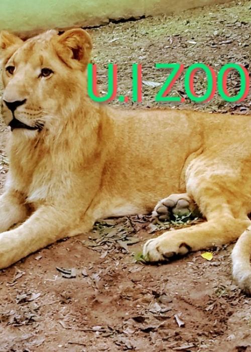 LION2