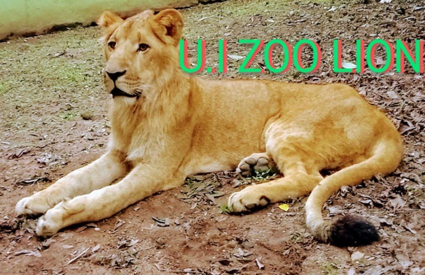 LION2