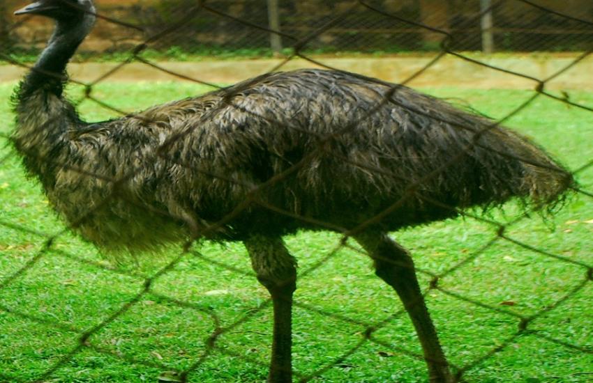 BIRD2