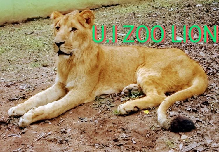 LION2